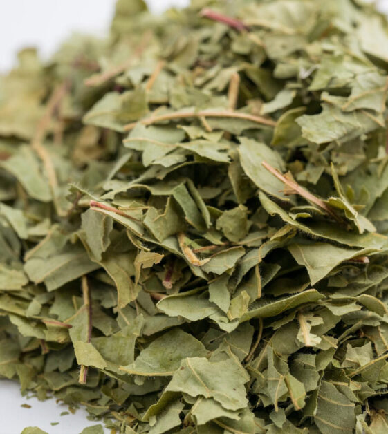 明日葉茶