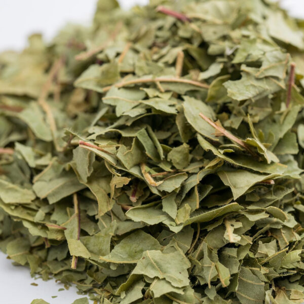 明日葉茶